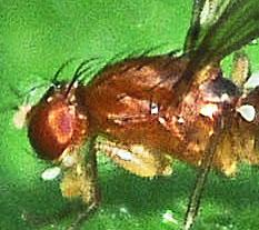 Geomyza sp.